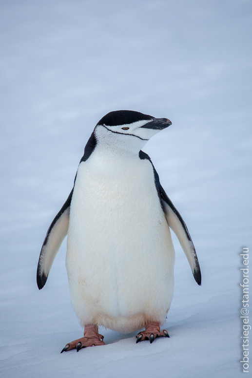 chinstrap penguin